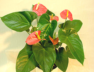 観葉植物